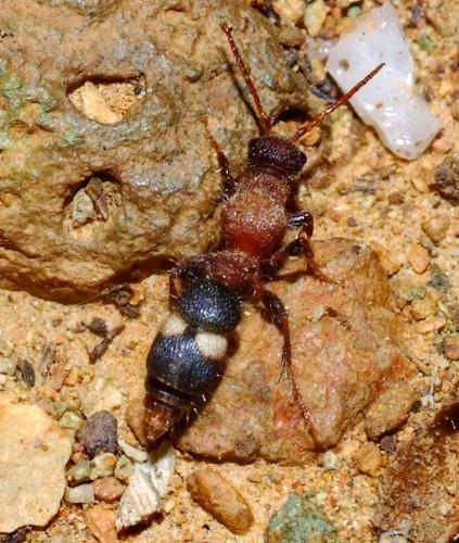 Réf. 265 590 : Gynecaptera bimaculata